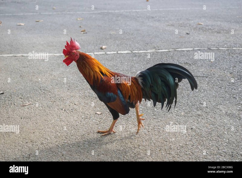 Chicken road spel in Netherlands