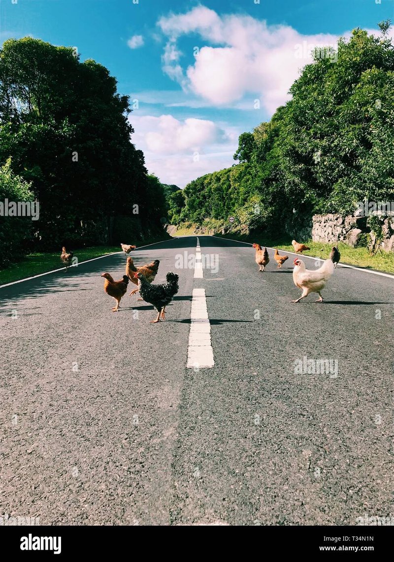 Descubre el Misterio detrás de la Famosa Ruta del Pollo en España, chicken road oficial